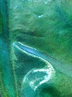 Top verde metalizado - Imagen 2